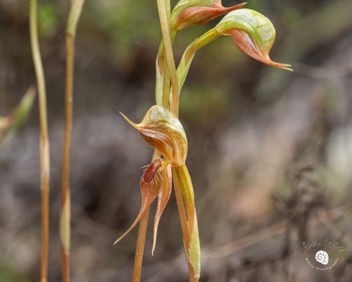 Pterostylis praetermissa (Greenhood) — photo
