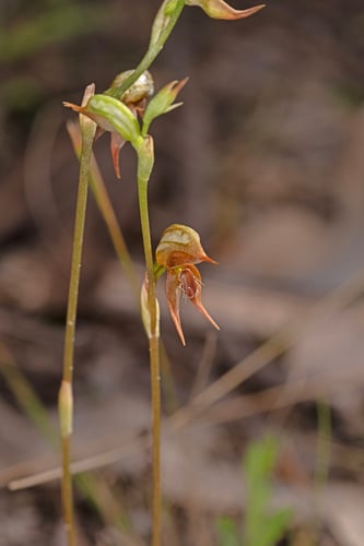 Pterostylis praetermissa (Greenhood) — photo