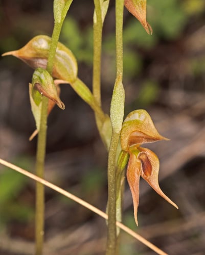 Pterostylis praetermissa
