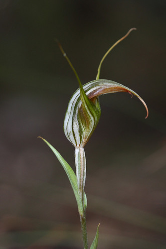 Pterostylis reflexa (Small autumn greenhood) — photo