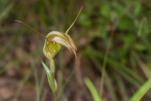 Pterostylis reflexa (Small autumn greenhood) — photo