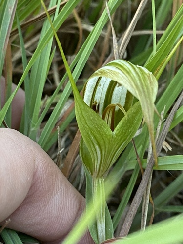 Pterostylis revoluta (Autumn greenhood) — photo
