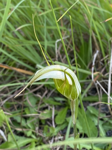 Pterostylis revoluta (Autumn greenhood) — photo