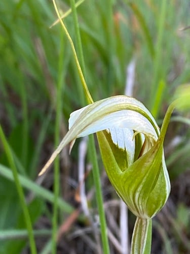 Pterostylis revoluta