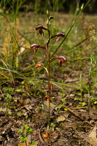Pterostylis rufa (Rusty greenhood) — photo