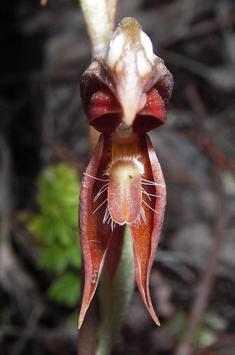 Pterostylis rufa (Rusty greenhood) — photo