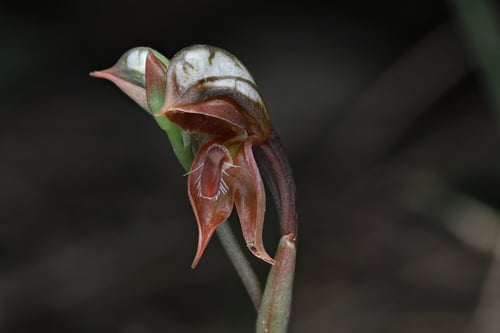 Pterostylis rufa