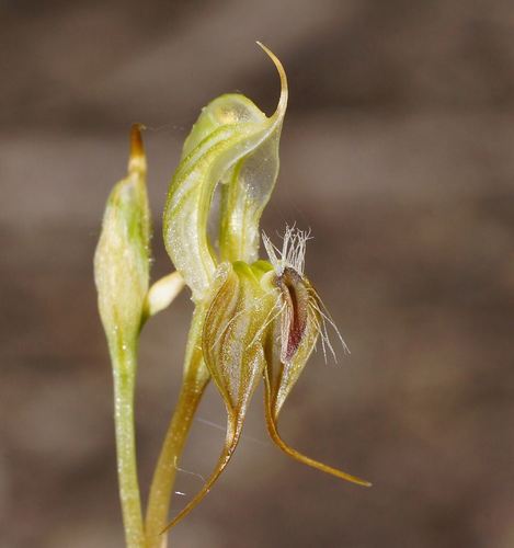 Pterostylis setifera (Bristly greenhood) — photo