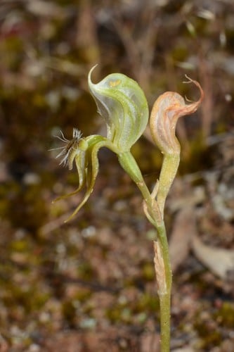Pterostylis setifera (Bristly greenhood) — photo