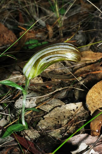 Pterostylis truncata (Sausage greenhood) — photo