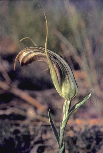 Pterostylis truncata