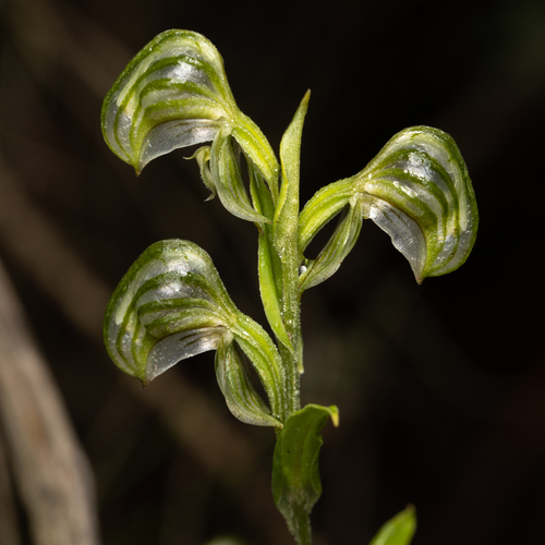 Pterostylis vittata (Banded greenhood) — photo