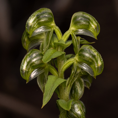 Pterostylis vittata (Banded greenhood) — photo