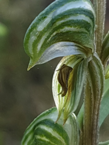 Pterostylis vittata