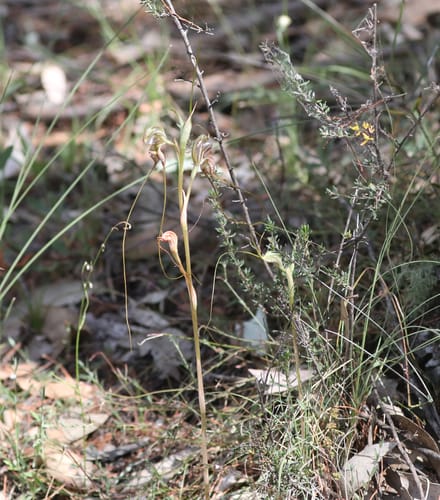 Pterostylis woollsii (Long-tailed greenhood) — photo