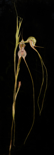 Pterostylis woollsii