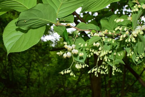 Pterostyrax corymbosus (Epaulette tree) — photo