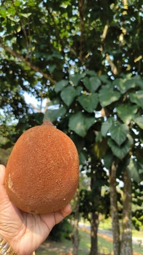 Pterygota alata (Buddha’s Coconut) — photo