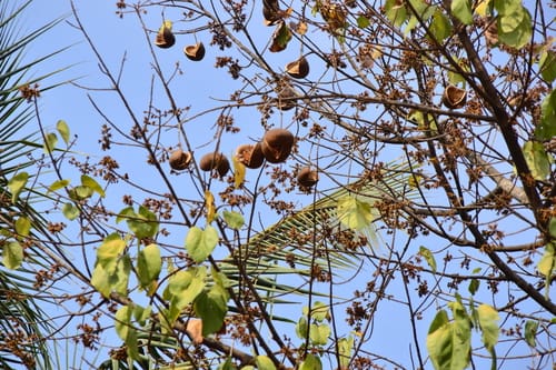 Pterygota alata (Buddha’s Coconut) — photo