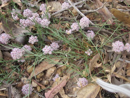 Ptilotus drummondii — photo