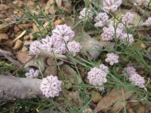 Ptilotus drummondii — photo