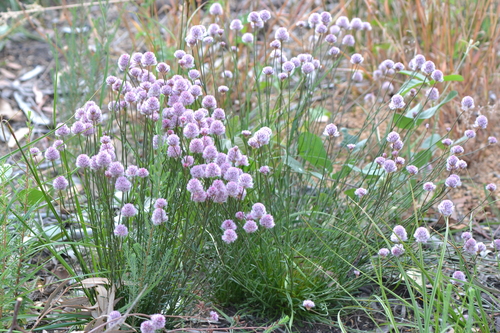 Ptilotus drummondii