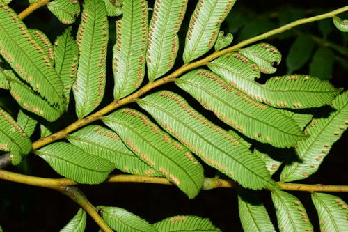 Ptisana attenuata (Potato fern) — photo