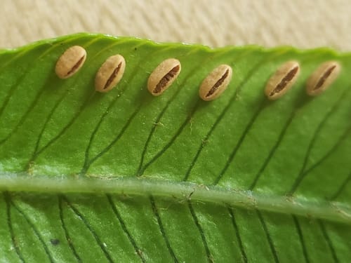 Ptisana attenuata (Potato fern) — photo