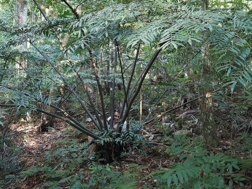 Ptisana attenuata