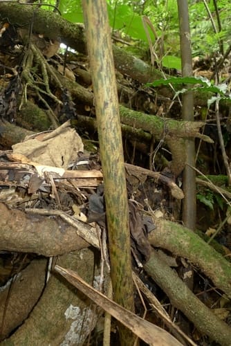 Ptisana smithii — photo