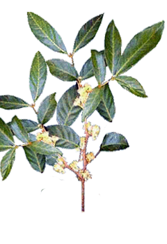 Ptychopetalum olacoides