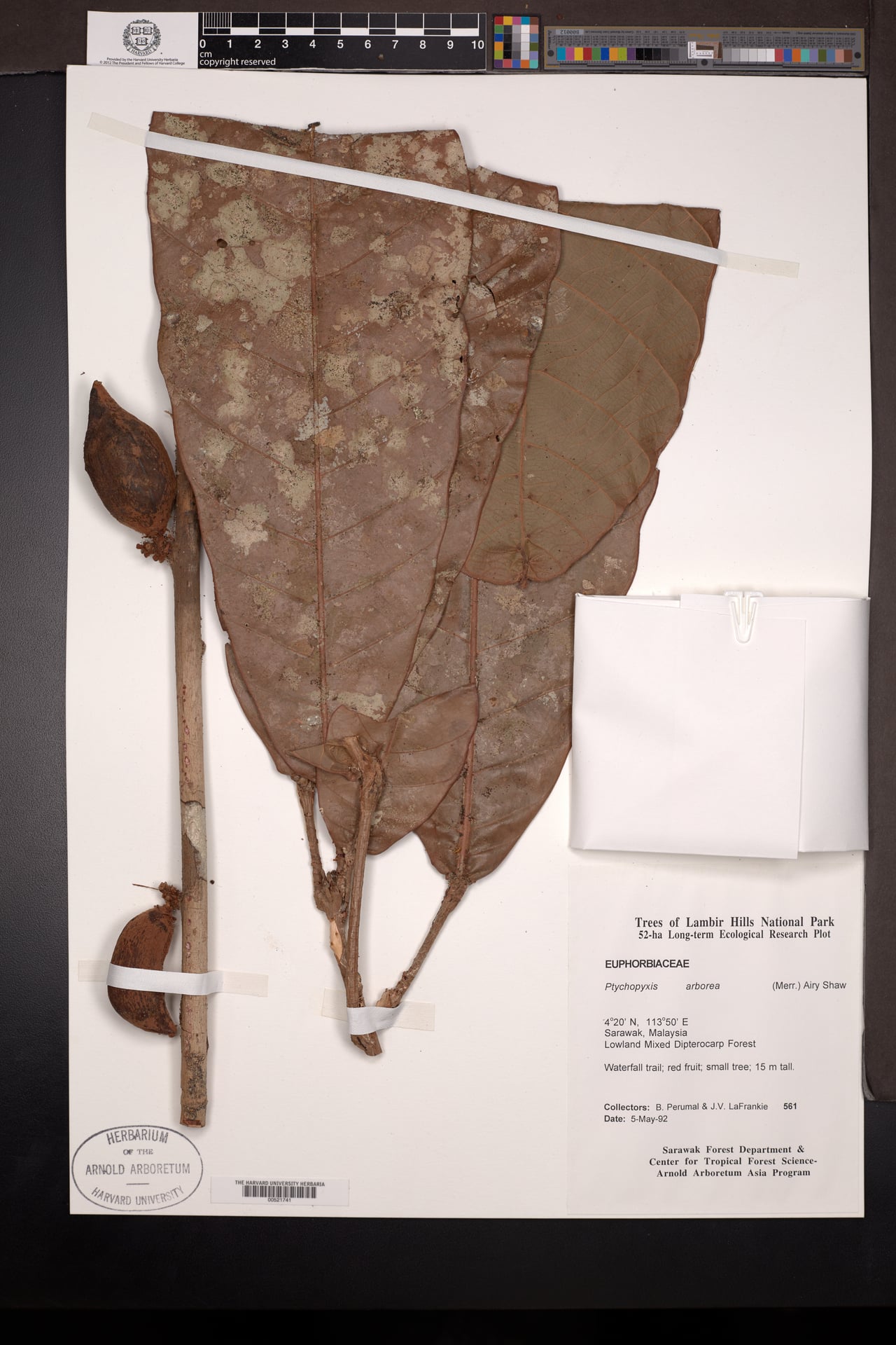 Ptychopyxis arborea — photo