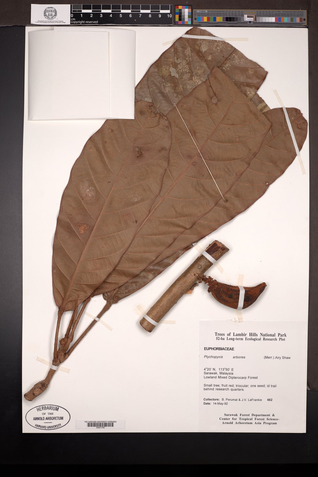Ptychopyxis arborea — photo