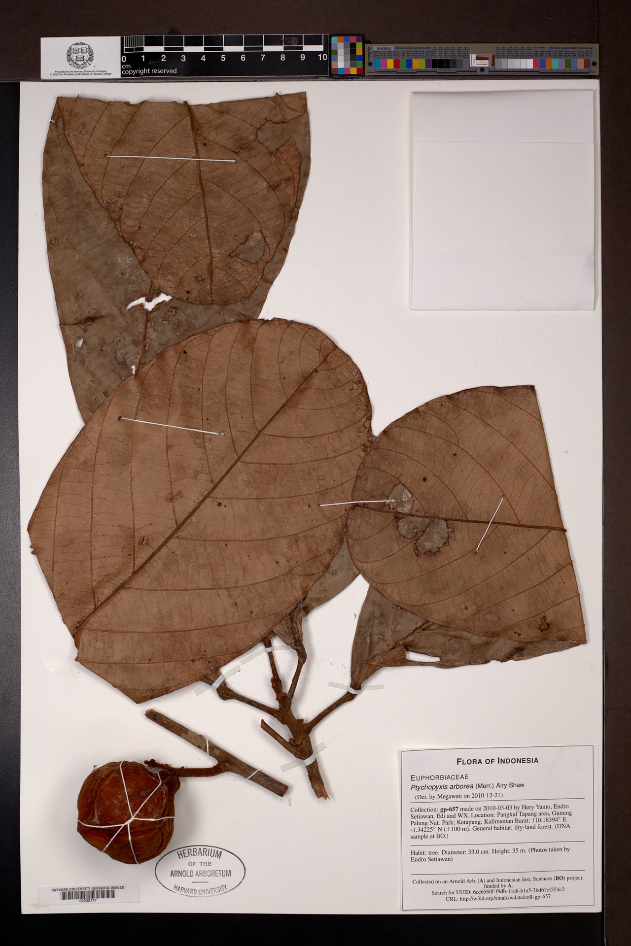 Ptychopyxis arborea