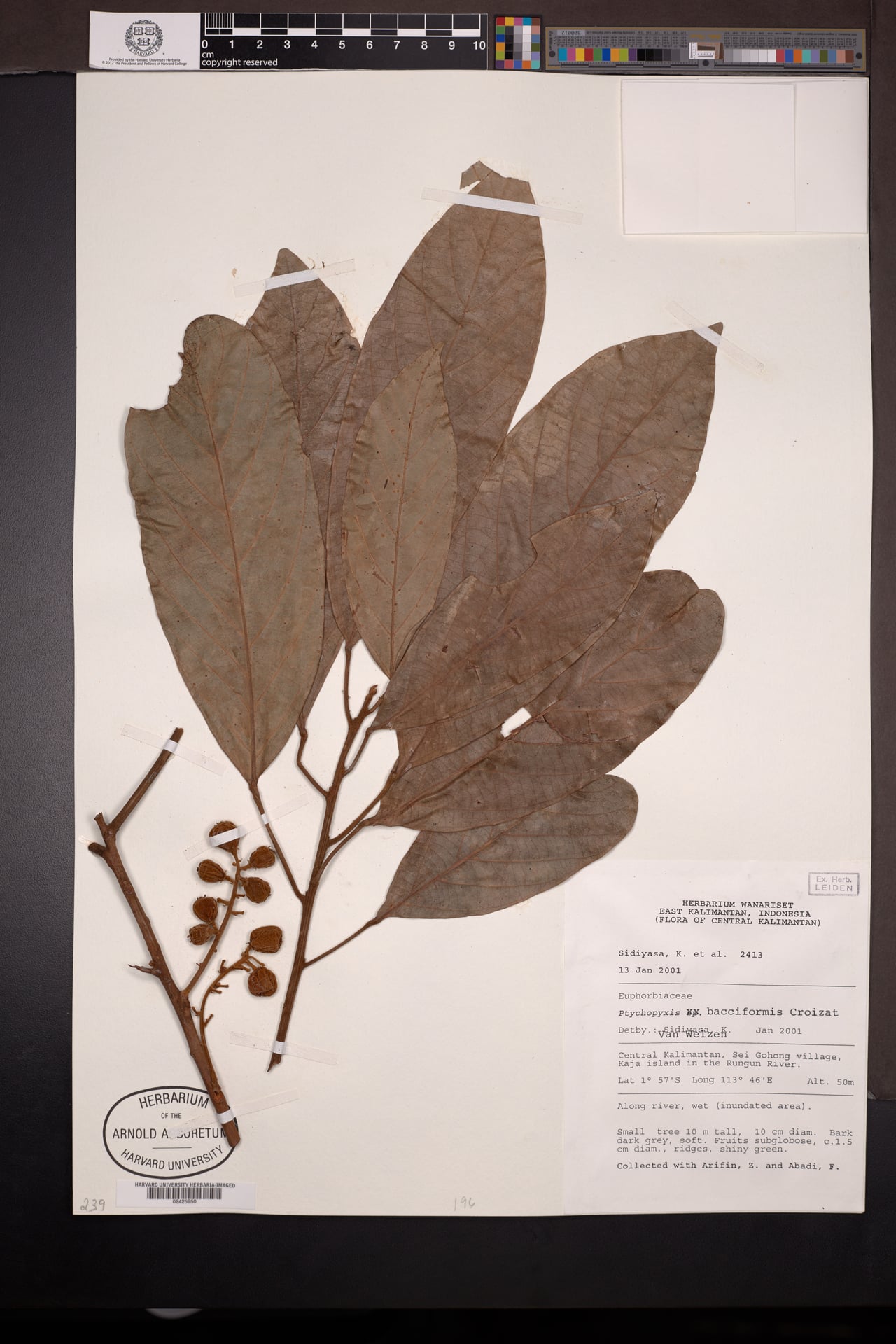 Ptychopyxis bacciformis — photo