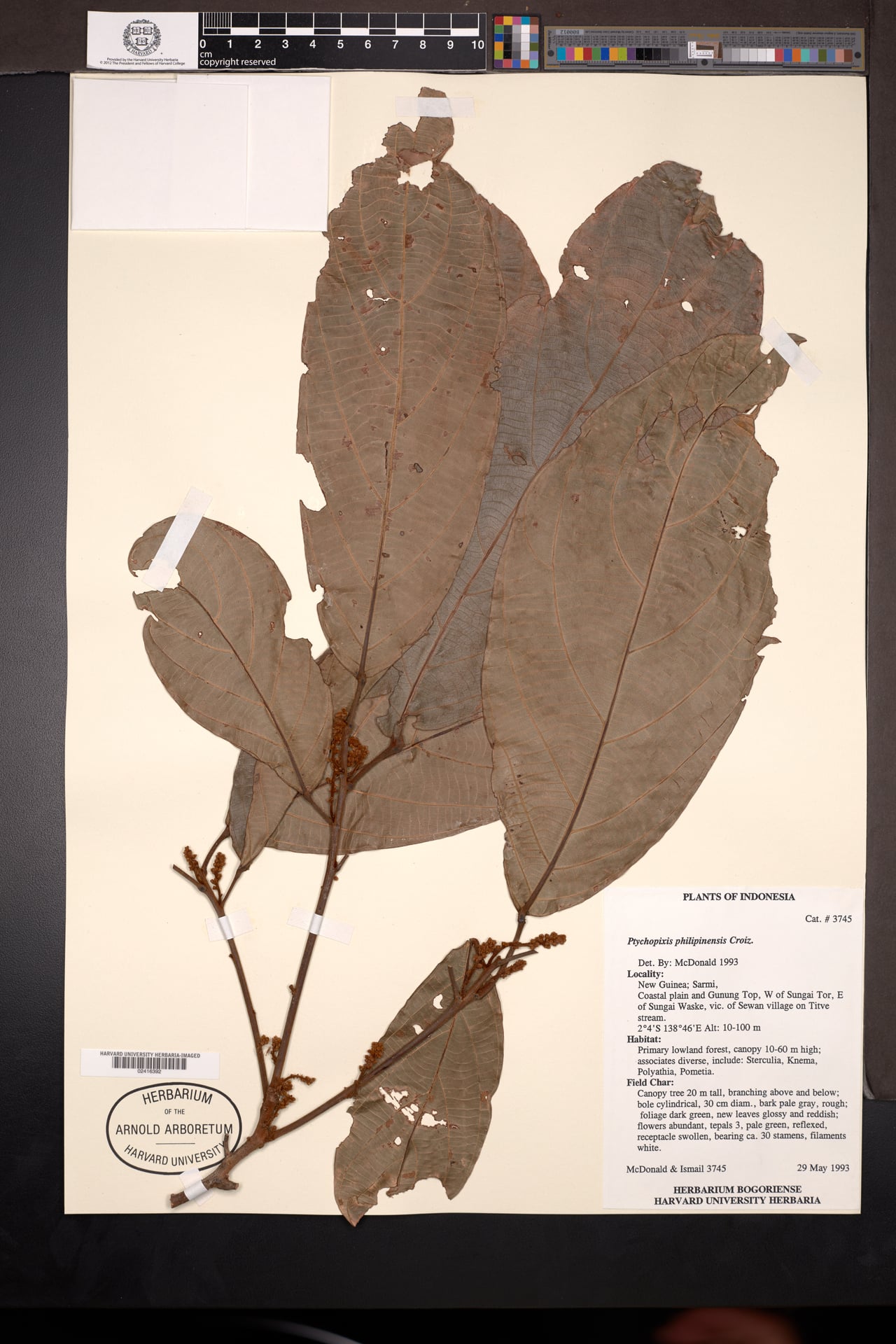 Ptychopyxis bacciformis — photo