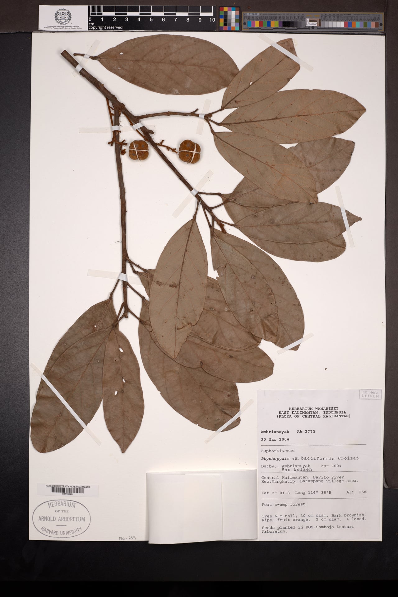 Ptychopyxis bacciformis