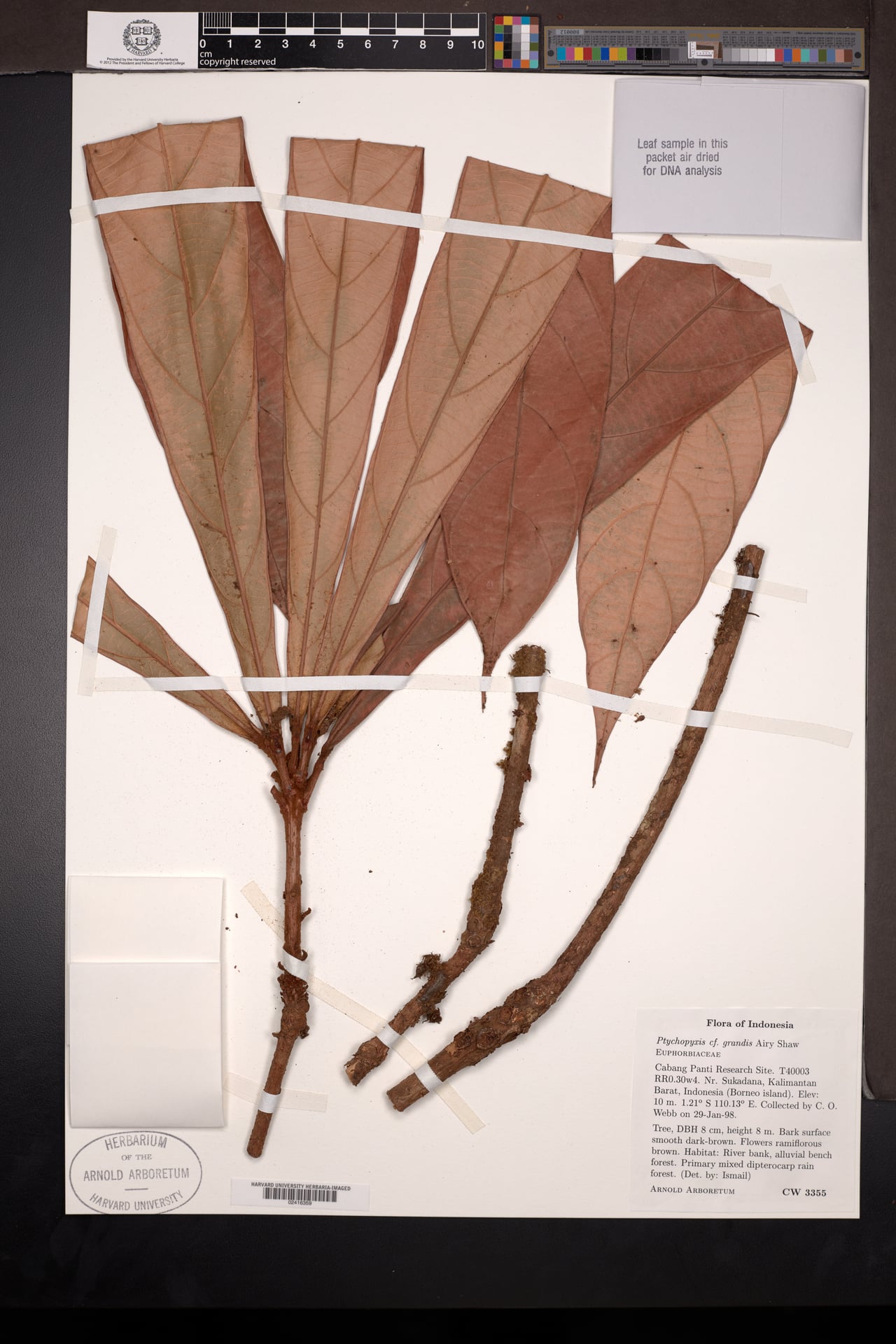 Ptychopyxis grandis (Bedulang) — photo