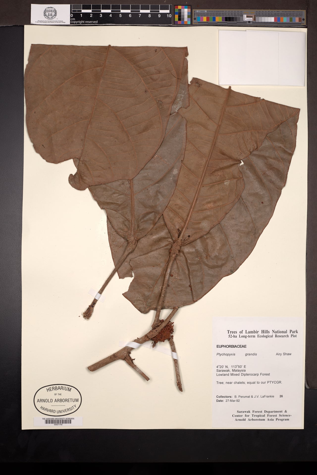 Ptychopyxis grandis (Bedulang) — photo