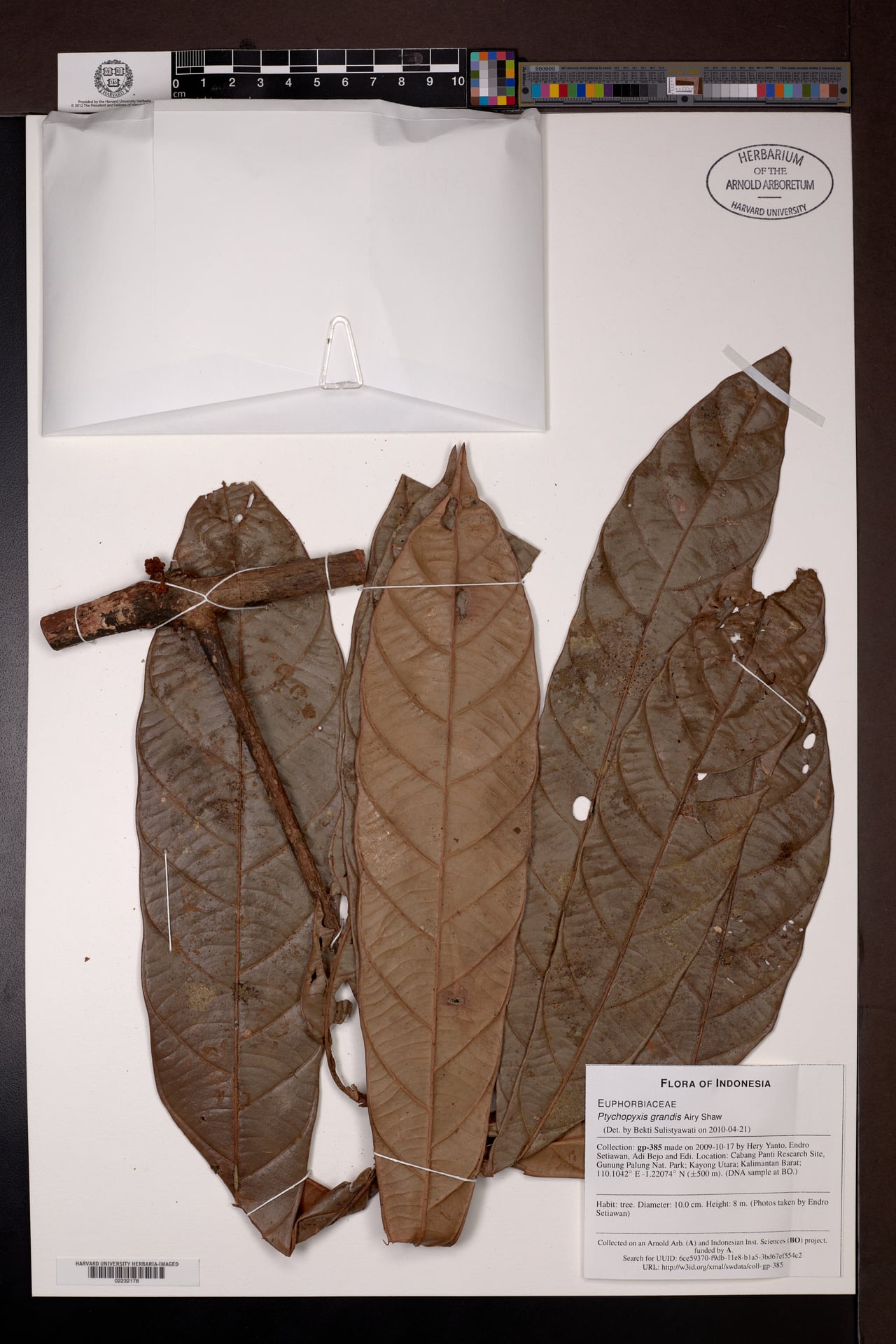 Ptychopyxis grandis