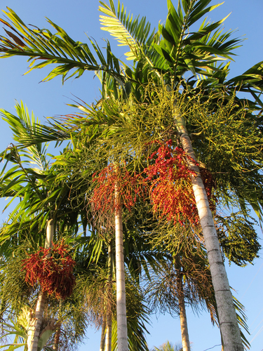 Ptychosperma elegans (Solitaire palm) — photo