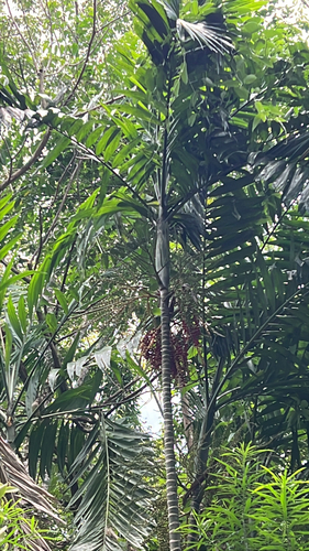 Ptychosperma macarthurii (Macarthur Palm) — photo
