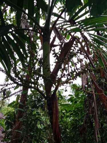 Ptychosperma macarthurii (Macarthur Palm) — photo