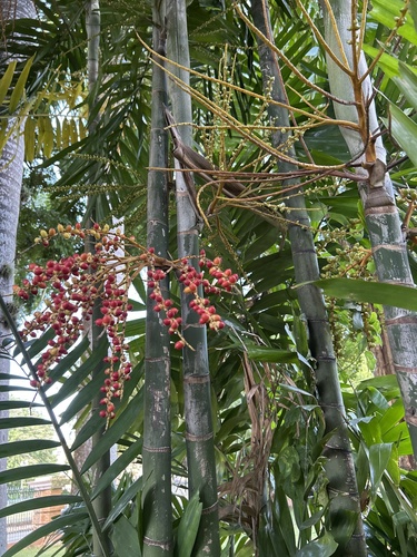 Ptychosperma macarthurii