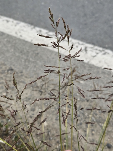Puccinellia distans (Weeping alkaligrass) — photo
