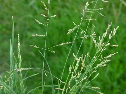 Puccinellia distans (Weeping alkaligrass) — photo