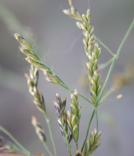Puccinellia distans