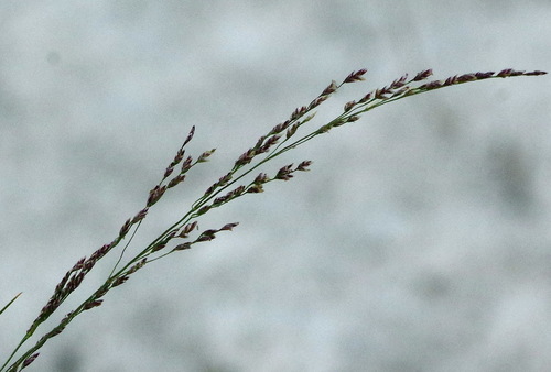 Puccinellia nuttalliana — photo