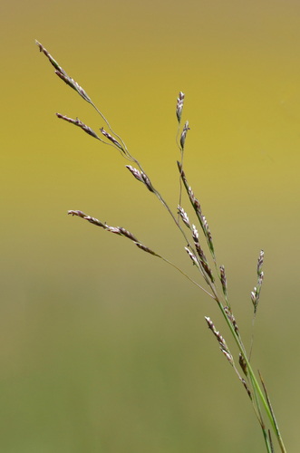 Puccinellia nuttalliana