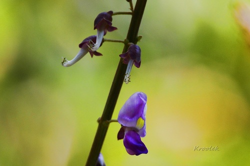 Pueraria candollei — photo